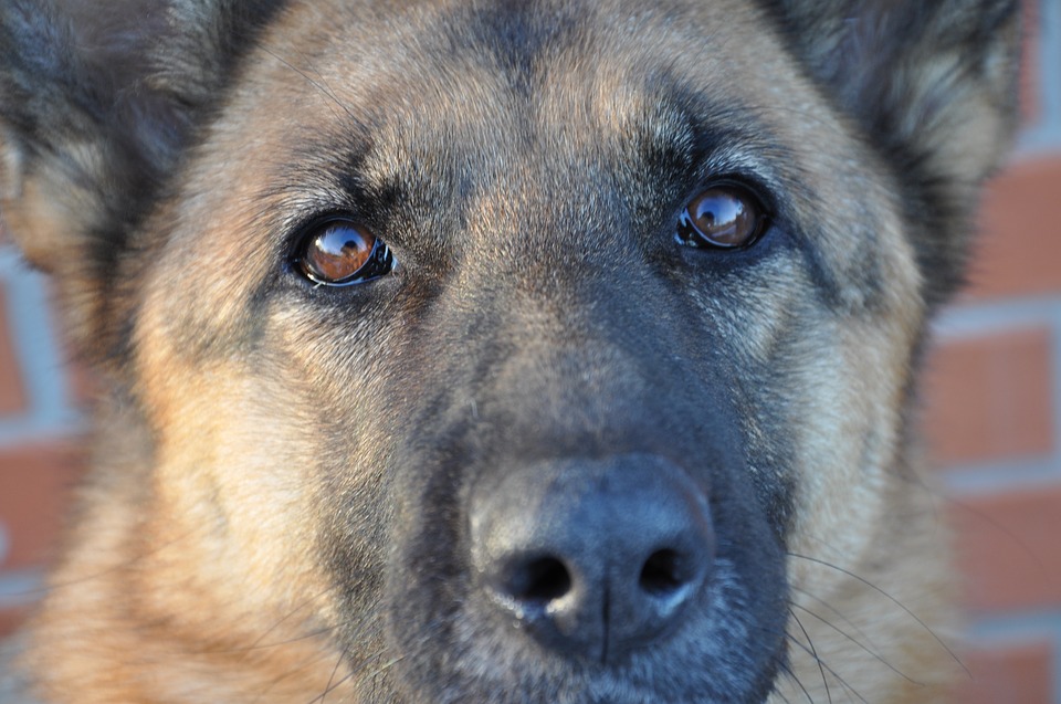 eye contact with german shepherd 