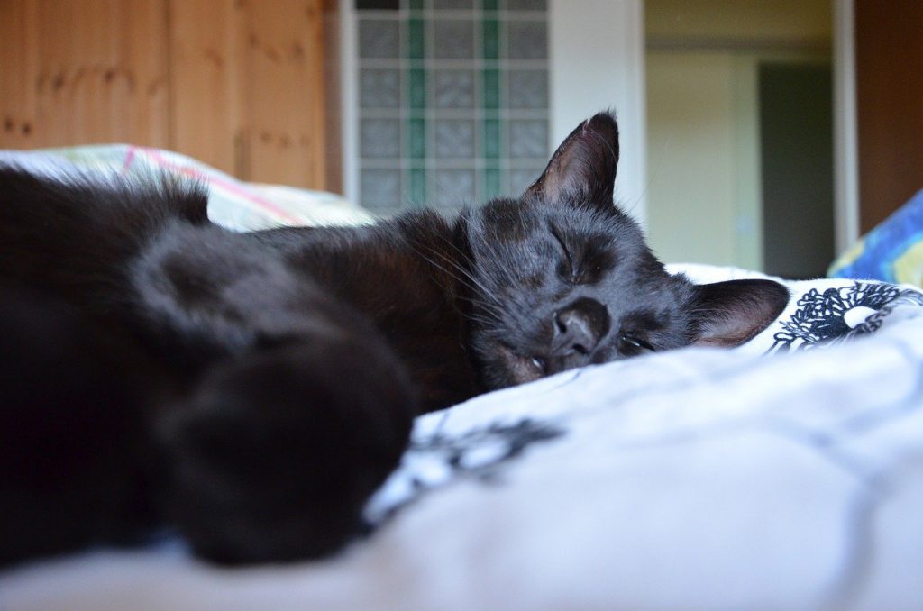 companion cat