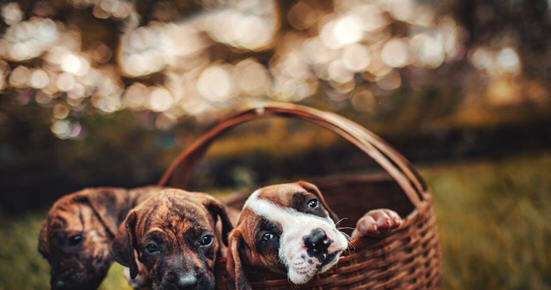 Three brindle puppies inside a brown woven basket.