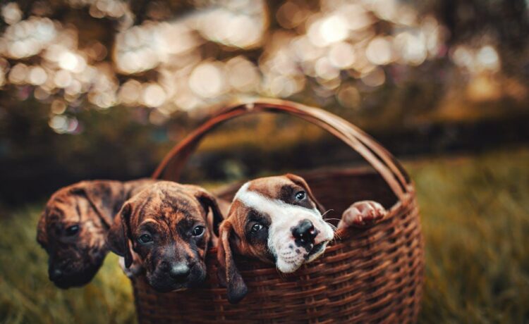 Three brindle puppies inside a brown woven basket.