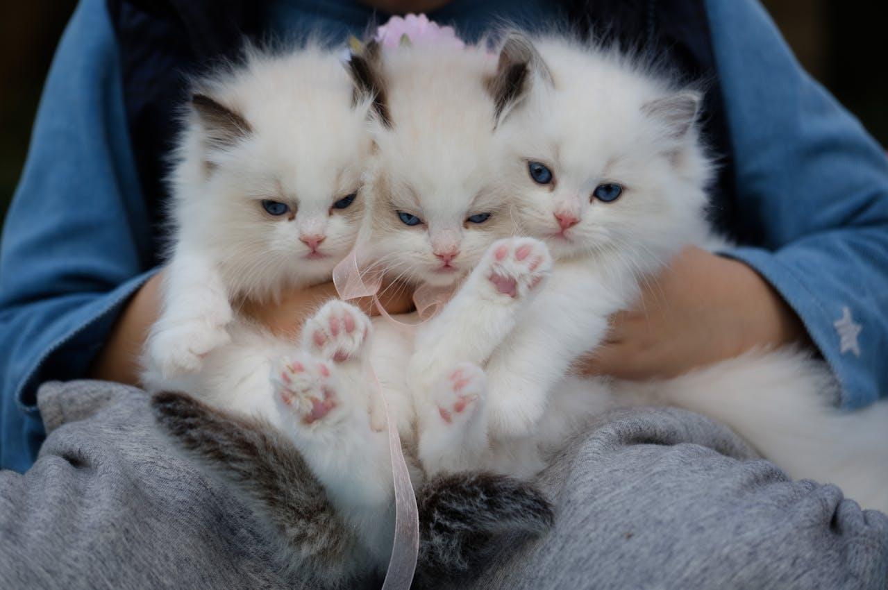 A kid holding three white kittens.