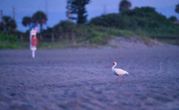Bird on a beach