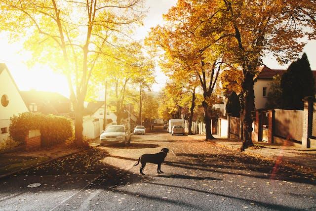 Dog on the street in one of the best suburban communities in Florida