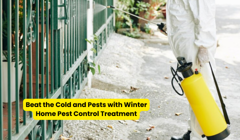 Beat the Cold and Pests with Winter Home Pest Control Treatment