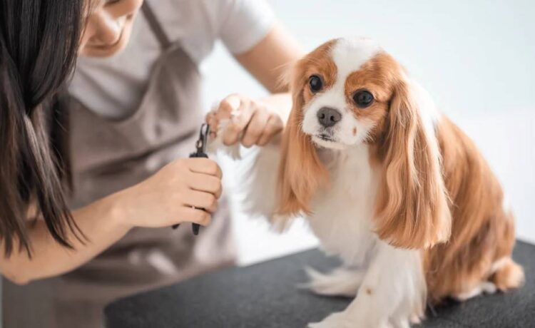 Benefits of Mobile Dog Grooming for Busy Pet Owners