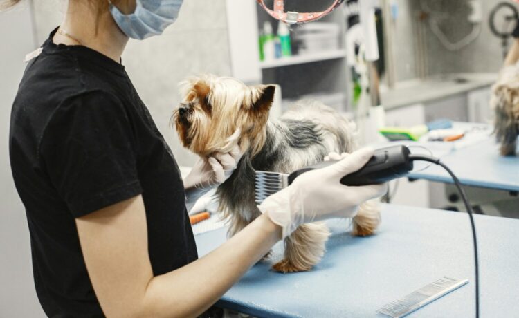 Top Dog Grooming Franchise Opportunity