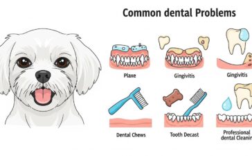Common Dental Problems in Maltese and How to Avoid Them